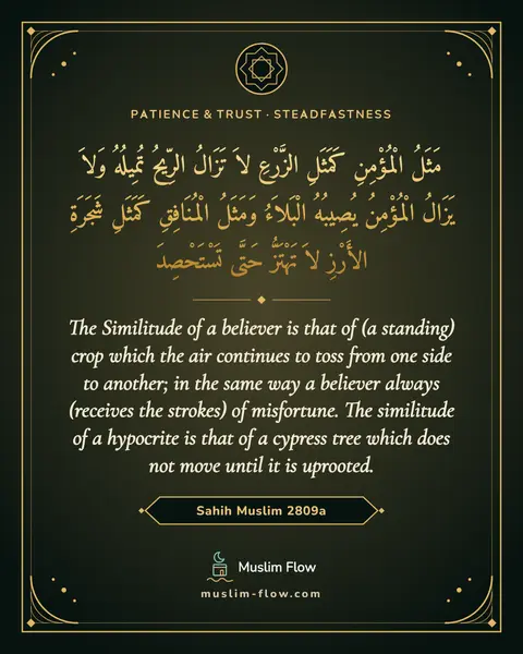 Sahih Muslim 2809a: The Similitude of a believer is that of (a standing) crop which the air continues to toss from one…