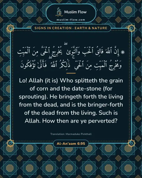 Al-An'aam 6:95: Lo! Allah (it is) Who splitteth the grain of corn and the date-stone (for sprouting). He bringeth…
