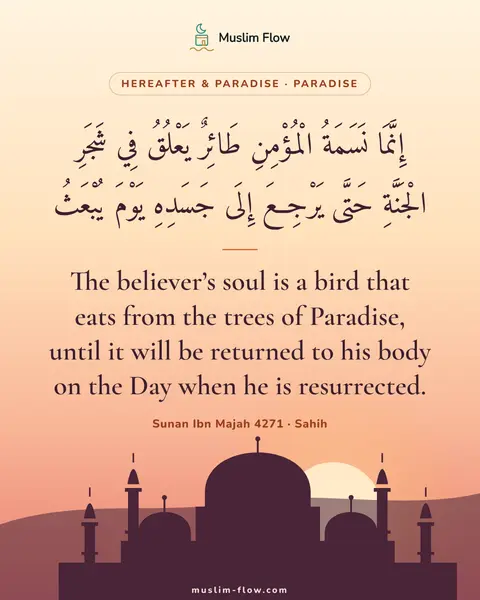 Sunan Ibn Majah 4271 · Sahih: The believer’s soul is a bird that eats from the trees of Paradise, until it will be returned to…
