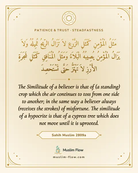 Sahih Muslim 2809a: The Similitude of a believer is that of (a standing) crop which the air continues to toss from one…