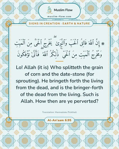 Al-An'aam 6:95: Lo! Allah (it is) Who splitteth the grain of corn and the date-stone (for sprouting). He bringeth…